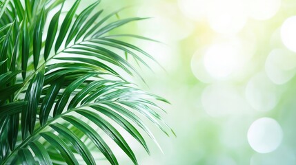 Obraz premium Palm leaves abstract background concept. Vibrant green palm leaves with a soft, blurred background creating a tranquil atmosphere.