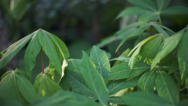 young cassava leaves in the morning