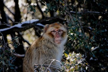 A wild berber macaque monkey sitting in the tree in morocco in nature