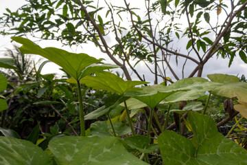 Green Leaf Texture in Garden