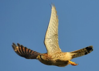 High resolution image of a single adult falcon bird flying with the blue sky background- Israel