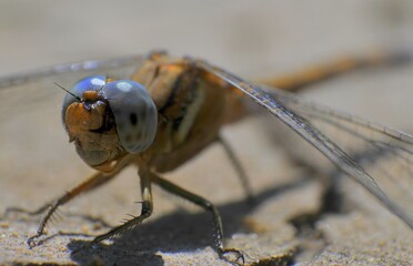 High resolution image extreme close up macro portrait of a single beautiful dragonfly- Israel