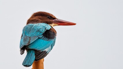 High resolution image of a king fisher perched with a few water droplets on its back with gray background- Israel