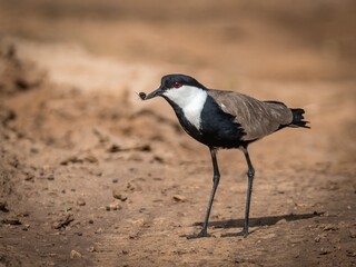 High resolution image of a Spur-winged lapwing bird in the wild eating a small beatle in the wild-...