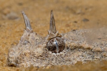High resolution close up image of a viper snake hiding in the sand- Israel