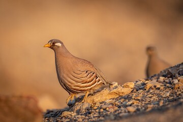 High resolution image close up of a single beautiful adult Sand partridge bird in the wild- Israel