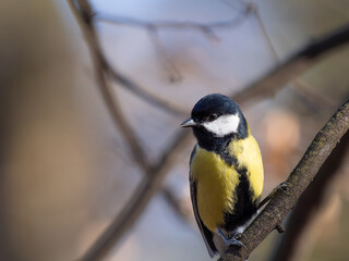 tit sitting on a tree branch against a blurred background