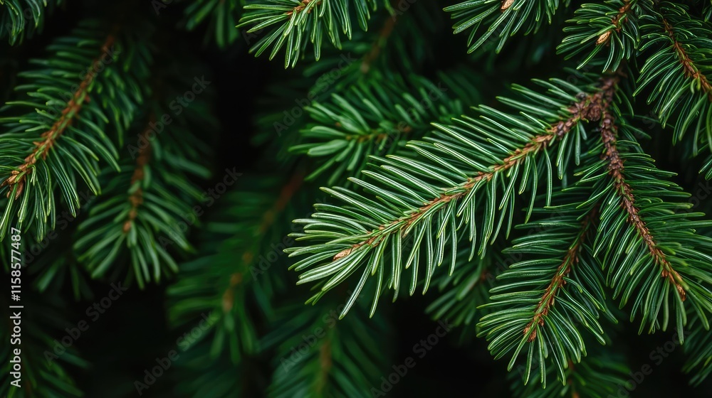 Poster pine tree abstract background idea. close-up of fresh green pine tree branches with detailed needles