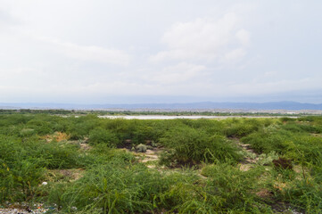 River in forest cloudy view after rain landscape mountain  tree and grass
