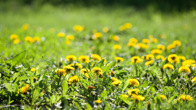 yellow dandelions growing on a lawn illuminated by the sunlight, springtime wild flowering plant with green leaves on stem. macro nature, natural background, close-up. spring wildflowers