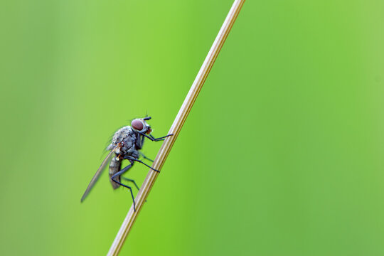 Leptohylemoya coarctata. Delia coarctata. The fly is a pest. A parasite of agricultural fields. Insect sitting on the grass, isolated on the natural background. macro nature. close-up. space for text