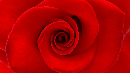 Blurred for background.Close-up of the center of a deep red rose head.