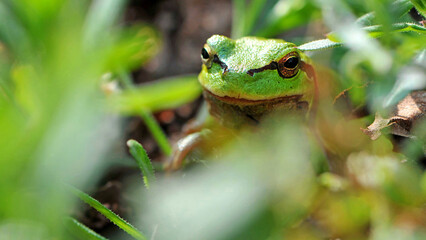Hyla arborea. tree climber. Marsh frog, frog eyes, Pelophylax ridibundus, in nature habitat. Wildlife scene from nature, green animal. Beautiful frog in a swamp. amphibian close-up