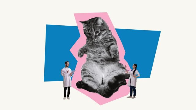 Stop motion. Animated clip. Vet clinic. Veterinarians checking cat's health, listening to lungs. Taking care after domestic animals. Concept of veterinary, animal lifestyle, health