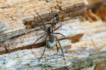 Closeup on a wolf spider, Pardosa species carrying a sac of eggs