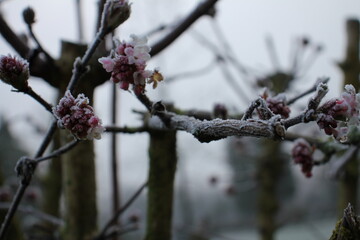 gefroren