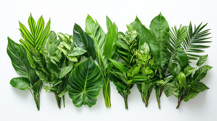 Close Up of Fresh Dark Green Tropical Leaves Bouquets in a Botanical Frame on White Background for Design and Copy Space






