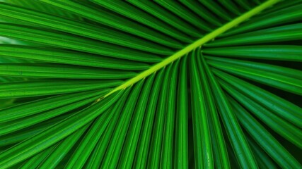 Close up of a vibrant green palm leaf texture, showcasing its natural tropical beauty, green, foliage
