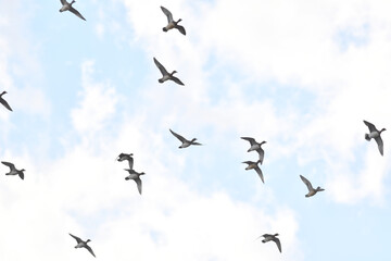 青空を飛ぶ鴨