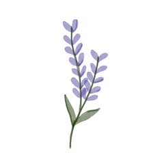 branch of lilac flowers