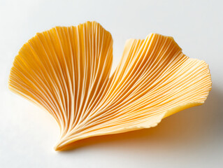 A single golden-yellow ginkgo leaf with a fan-like shape, elegantly displayed on a clean white background, emphasizing its unique structure 