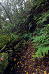 Laurisilva forest in the Anaga rural park