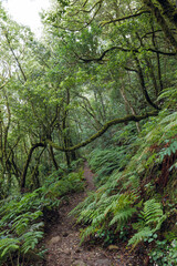 Laurisilva forest in the Anaga rural park