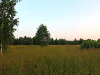 Obraz premium Russian field in the early summer twilight