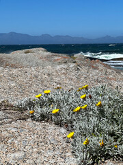 Boulders Beach in Simon's Town, Cape Town, South Africa