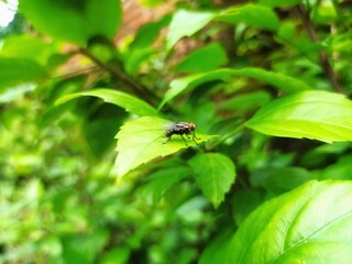 A Fly Resting on a Leaf. Simple Harmony of Nature
