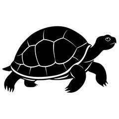 turtle on a white background