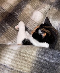 Chat qui dort sous une couverture