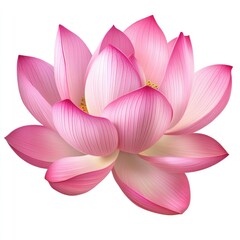 Fototapeta premium Stunning Pink Lotus Flower with Delicate Petals Isolated on White Background, Symbolizing Purity and Beauty in Nature