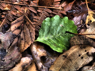 Textura hojas secas de otoño