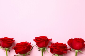Beautiful red roses on color background