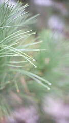 dew on a pine