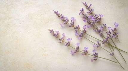 Obraz premium Lavender sprigs arranged on beige background.