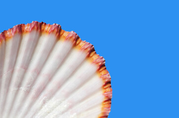 part of a great st. james scallop seashell, blue sky background