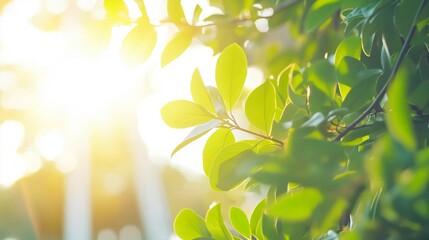 Vibrant Green Leaves Illuminated by Golden Sunlight, Perfect for Nature Lovers, Wallpapers, and Eco-Friendly Designs.