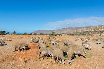 Flock of sheep walking near the cliff on the seaside in its region of Essaouira in Morocco