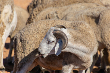Flock of sheep walking near the cliff on the seaside in its region of Essaouira in Morocco