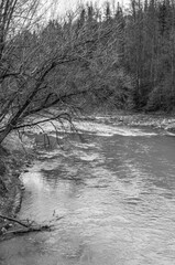 Landscapes - Forest - Europe, Romania, Suceava region  