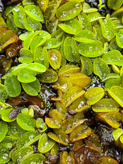 Water spangles or Salvinia Minima plant in Saint Gallen in Switzerland