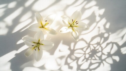 Obraz premium Three white lilies casting shadows on a light surface.