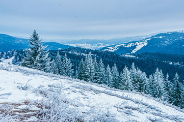 Landscapes - Forest - Europe, Romania, Suceava region  