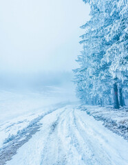 Landscapes - Forest - Europe, Romania, Suceava region  
