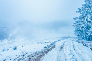 Landscapes - Forest - Europe, Romania, Suceava region  