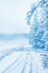 Landscapes - Forest - Europe, Romania, Suceava region  