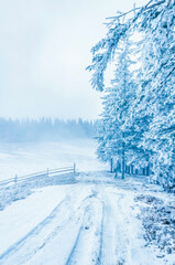 Landscapes - Forest - Europe, Romania, Suceava region  