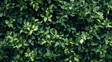 Obraz premium Green leaves creating dense foliage background texture